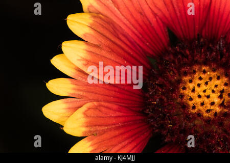 Firewheel (gaillardia pulchella) Foto Stock