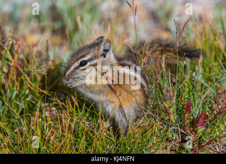 Almeno Scoiattolo striado (Tamias minimus), mangiare, Mount Evans Wilderness Area, montagne rocciose, Colorado, Stati Uniti d'America da Bruce Montagne/Dembinsky Foto Assoc Foto Stock