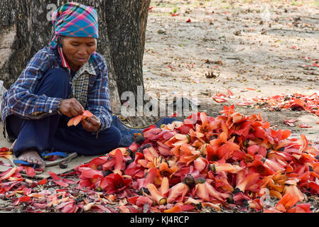 Le donne la raccolta e la cernita Kapok fiori sull isola Donsao Laos, foglie, germogli e frutta sono mangiati. I semi vengono arrostite & usato troppo Foto Stock