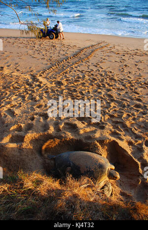 Tartaruga Verde (Chelonia Mydas) Moore Park Beach, Queensland, Australia. Le tartarughe femmina vengono a riva durante la stagione di nidificazione da Novembre a Marzo. Foto Stock