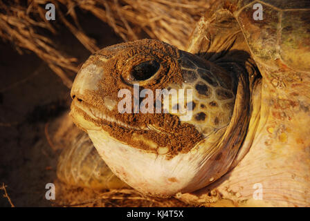 Tartaruga Verde (Chelonia Mydas) Moore Park Beach, Queensland, Australia. Le tartarughe femmina vengono a riva durante la stagione di nidificazione da Novembre a Marzo. Foto Stock