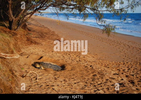 Tartaruga Verde (Chelonia Mydas) Moore Park Beach, Queensland, Australia. Le tartarughe femmina vengono a riva durante la stagione di nidificazione da Novembre a Marzo. Foto Stock