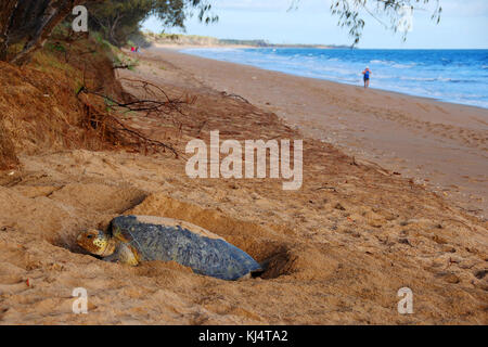 Tartaruga Verde (Chelonia Mydas) Moore Park Beach, Queensland, Australia. Le tartarughe femmina vengono a riva durante la stagione di nidificazione da Novembre a Marzo. Foto Stock