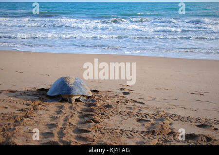 Tartaruga Verde (Chelonia Mydas) Moore Park Beach, Queensland, Australia. Le tartarughe femmina vengono a riva durante la stagione di nidificazione da Novembre a Marzo. Foto Stock