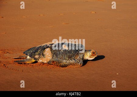 Tartaruga Verde (Chelonia Mydas) Moore Park Beach, Queensland, Australia. Le tartarughe femmina vengono a riva durante la stagione di nidificazione da Novembre a Marzo. Foto Stock