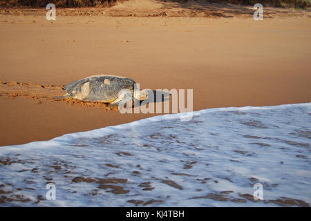 Tartaruga Verde (Chelonia Mydas) Moore Park Beach, Queensland, Australia. Le tartarughe femmina vengono a riva durante la stagione di nidificazione da Novembre a Marzo. Foto Stock