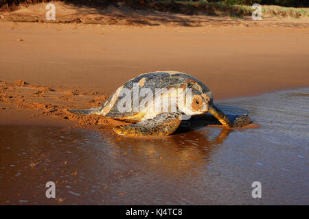 Tartaruga Verde (Chelonia Mydas) Moore Park Beach, Queensland, Australia. Le tartarughe femmina vengono a riva durante la stagione di nidificazione da Novembre a Marzo. Foto Stock