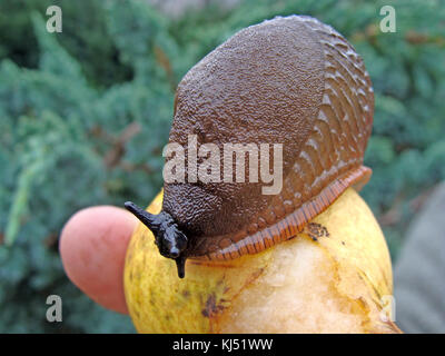 Mano azienda pera di terra grande slug lumaca o su di esso close up macro. Foto Stock