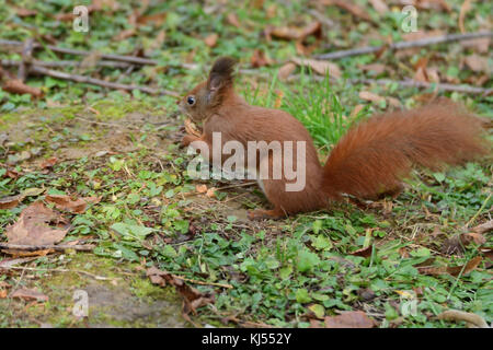 Lo scoiattolo nasconde le noci nel terreno per l'inverno lo scoiattolo nasconde le noci nel terreno per l'inverno Foto Stock