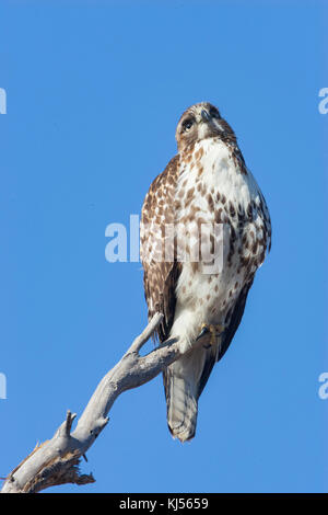 Falco dalla coda rossa arroccato sugli alberi durante l'inverno al rifugio Bosque del Apache Foto Stock