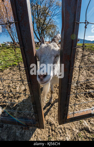 Capra guardando attraverso le porte. Foto Stock