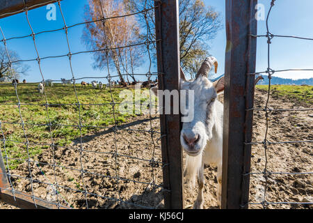 Capra guardando attraverso le porte. Foto Stock