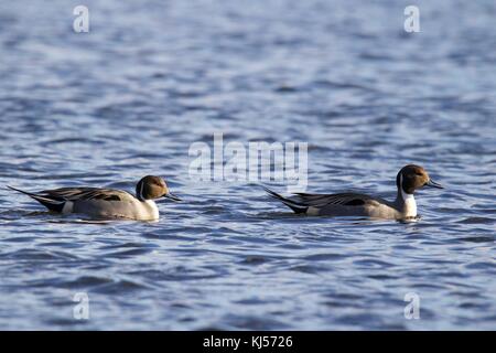 Due maschio northern pintail anatre nuotare su un laghetto in autunno Foto Stock