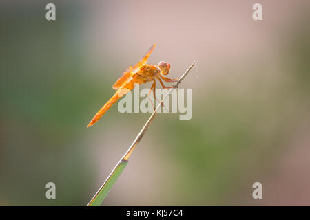 Fiamma dragonfly skimmer (libellula saturata) sulla lama di erba, Tucson, Arizona, Stati Uniti d'America Foto Stock