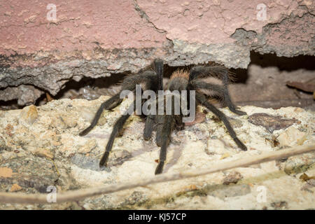 Western Desert tarantula (aphonopelma chalcodes) tra la muratura, maschio, Tucson, Arizona, Stati Uniti d'America Foto Stock