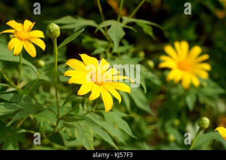 Bella nitobe crisantemo o fiori di girasole messicano Foto Stock