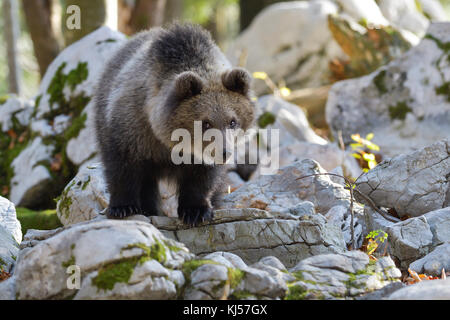 Unione di orso bruno eurasiatico o l'orso bruno (Ursus arctos arctos), giovane animale nella foresta del carso, notranjska, slovenia Foto Stock