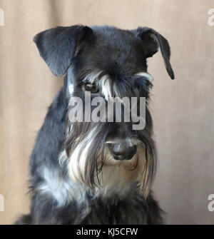 Mini schnauzer Foto Stock