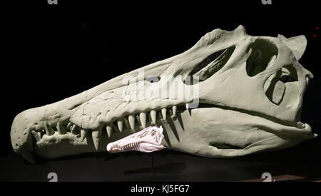 Frammenti di uno scheletro di un Spinosaurus, un genere di theropod dinosauro. Recante la data del XXI secolo Foto Stock