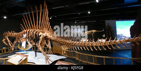 Lo scheletro di un Spinosaurus, un genere di theropod dinosauro. Foto Stock