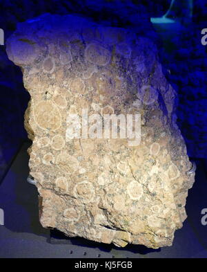 Un campione di granito Rapakivi, un hornblende-biotite granito contenenti grandi arrotondata dei cristalli di ortoclasio ciascuno con un cerchio di oligoclase. Recante la data del XXI secolo Foto Stock