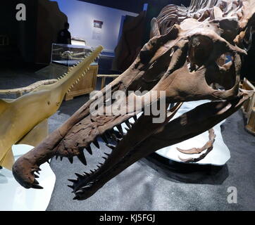Lo scheletro di un Spinosaurus, un genere di theropod dinosauro. Foto Stock