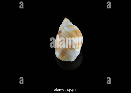 Nassarius conchiglia, nome comune nassa fango lumache (Stati Uniti) o cane whelks (Regno Unito). Molluschi gasteropodi marini della famiglia Nassariidae. L3,5xW2xH1,8cm. Trovato in Dub Foto Stock