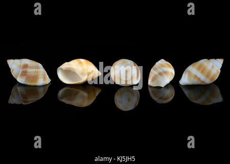 Nassarius conchiglia, nome comune nassa fango lumache (Stati Uniti) o cane whelks (Regno Unito). Molluschi gasteropodi marini della famiglia Nassariidae. L3,5xW2xH1,8cm. Trovato in Dub Foto Stock