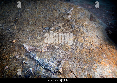 Riversleigh Fossil campi, Boodjamulla National Park, Western Queensland Foto Stock