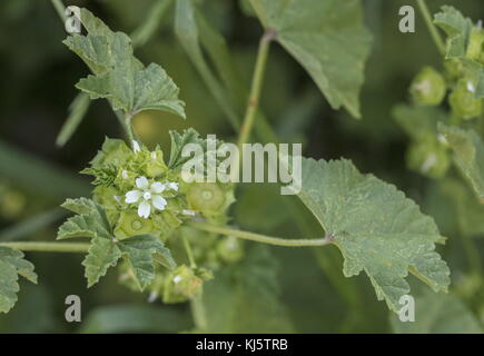 Piccolo Fiore, malva Malva parviflora, in fiore. Foto Stock