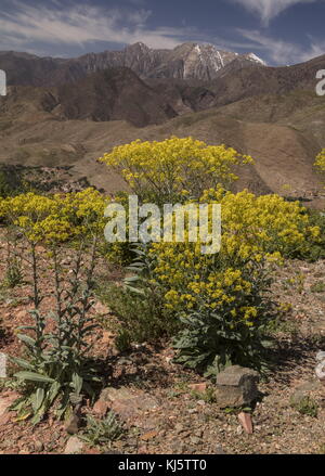 Guado, Isatis tinctoria subsp. tinctoria, in fiore in Alto Atlante, Marocco. Foto Stock