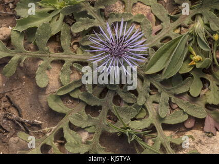 Un endemico fiordaliso blu-relativo, Volutaria maroccana, Marocco, Foto Stock