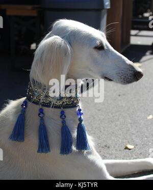 SAluki (Levriero Persiano) ritratto - dog show Foto Stock