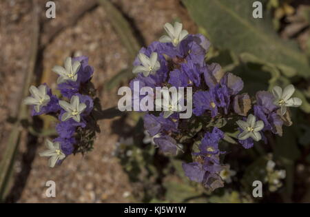 Mare Wavyleaf lavanda, Limonium sinuatum, in fiore sulla costa sud-occidentale del Marocco. Foto Stock
