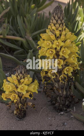 Succhiamele prataiolo giallo, cistanche phelypaea, in fiore sulle dune di sabbia, Marocco. Foto Stock