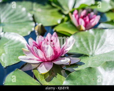 Acqua di rosa fiori di giglio con foglie verdi in stagno. Foto Stock