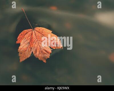 Caduto maple leaf in flusso di acqua fredda è in esecuzione su massi scuri e creare bolle sul livello di acqua lattiginosa. colorato da foglie di acero o aspen tre Foto Stock