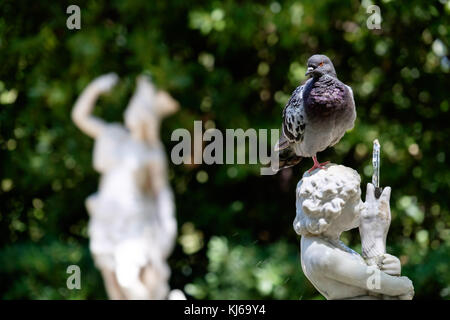 Pidgeon sorge sulla faccia di una scultura in un giardino di barcellona Foto Stock