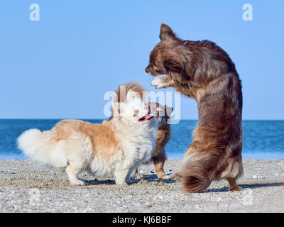 Chihuahua danze davanti a due dei suoi amici sulla spiaggia Foto Stock
