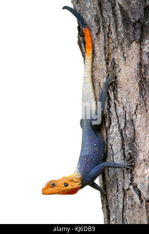 Rainbow AGAMA SA (AGAMA AGAMA SA) su un tronco di albero, isolato su bianco baqckground Foto Stock