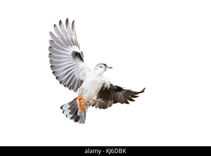 Bianco-breasted picchio muratore (Sitta carolinensis) battenti, isolato su sfondo bianco. Foto Stock