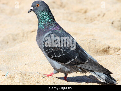 Il piccione comune sulla spiaggia, Umhlanga Rocks, KwaZulu Natal, Sud Africa. Foto Stock