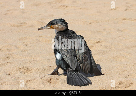 Ferito petto bianco cormorano sulla spiaggia, Umhlanga Rocks, KwaZulu Natal, Sud Africa. Foto Stock