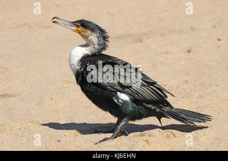Ferito petto bianco cormorano sulla spiaggia, Umhlanga Rocks, KwaZulu Natal, Sud Africa. Foto Stock