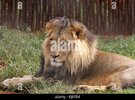 Maschio di leone in un involucro a Rietvlei Riserva Naturale, Pretoria Gauteng, Sud Africa. Foto Stock