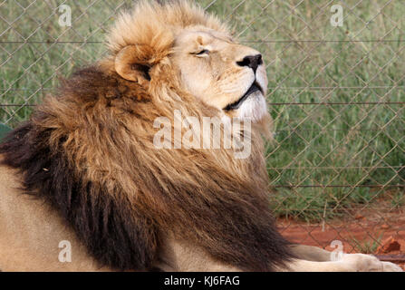 Maschio di leone in un involucro a Rietvlei Riserva Naturale, Pretoria Gauteng, Sud Africa. Foto Stock