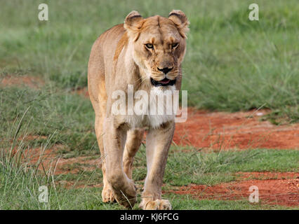 Leonessa a piedi a Rietvlei Riserva Naturale, Pretoria Gauteng, Sud Africa. Foto Stock