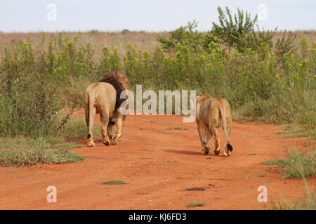 Leone e Leonessa a piedi a Rietvlei Riserva Naturale, Pretoria Gauteng, Sud Africa. Foto Stock