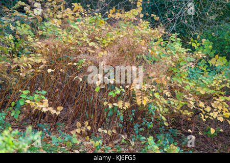 Knotweed giapponese, Fallopia japonica crescita selvaggia, morente verso il basso per l'inverno, Hastings, Regno Unito Foto Stock