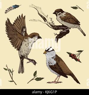 Gli uccelli volare in aria. sparrow e piuma. incisi disegnati a mano nel vecchio sketch, in stile vintage per etichetta. nido con uova. animali flutter le loro ali. foresta bestia Illustrazione Vettoriale